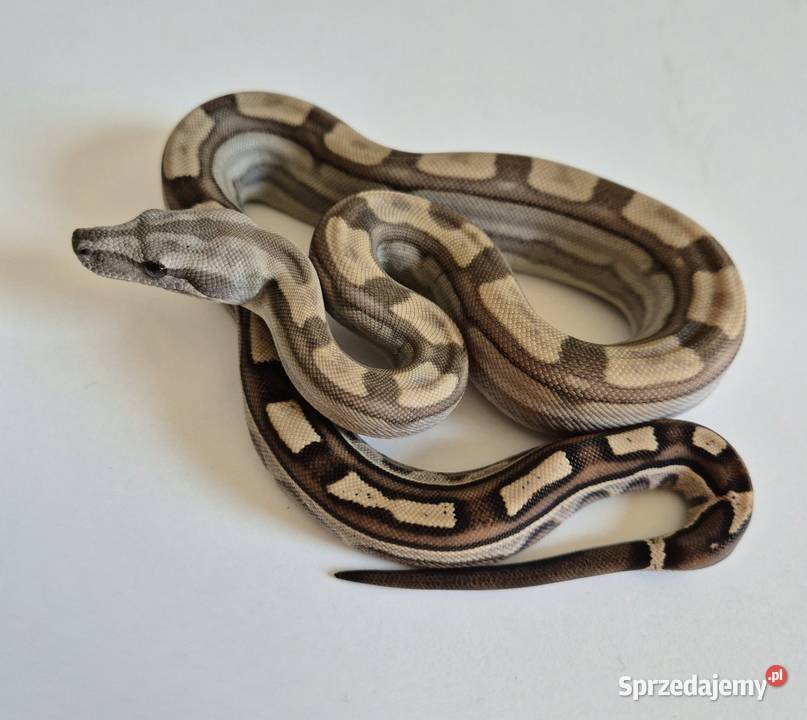 6 boa cesarski cb25 samica Chrzanów