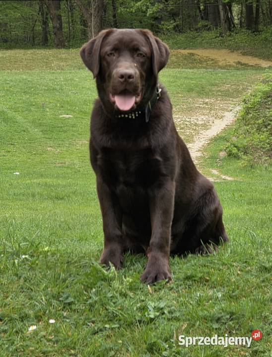 8 miesiecznyLabrador Retriever