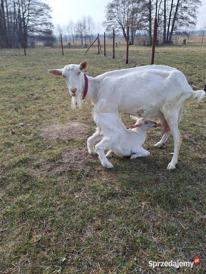 Sprzedam koziołki i kózki Pozostałe łódzkie Nowy Kawęczyn