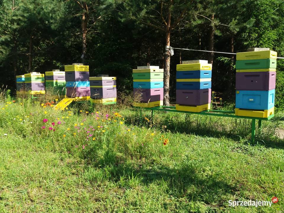 Propolis z własnej pasieki 30 g