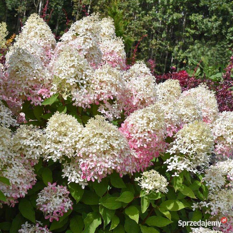 Hortensja bukietowa Royal Flower opolskie Opole