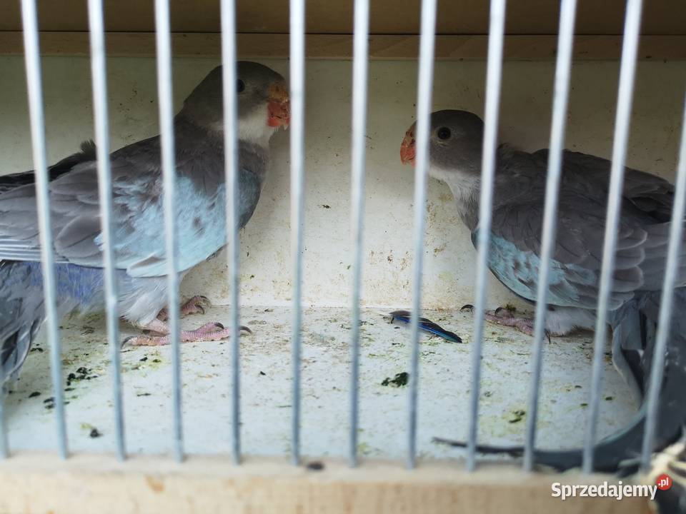 Księżniczka Walii Wilczyce sprzedam