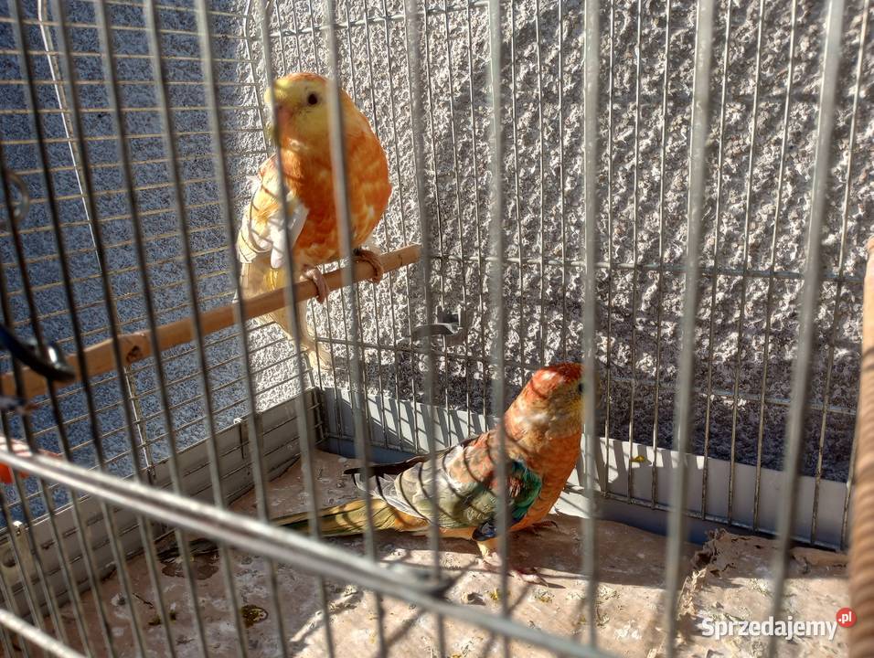 Samce świergoty Rzeszów