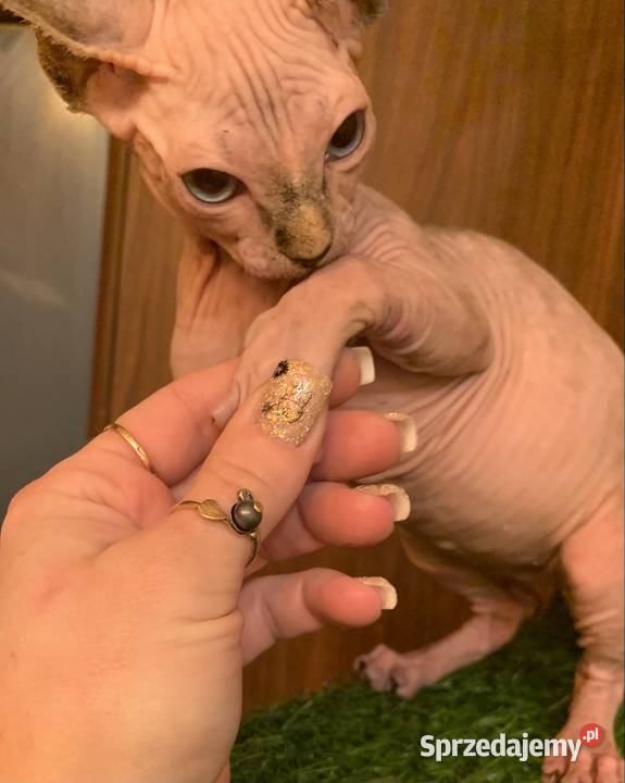 Sfinks Kanadyjski Rezerwacja kotki