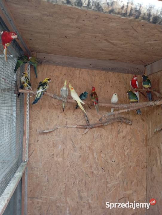 Sprzedam papugi rozelle królewskie białolicekozy Lublin sprzedam