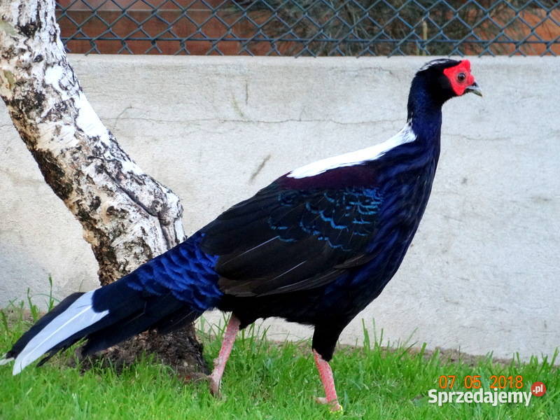 Sprzedam Bażanty Swinhoe Bażant z 2023r Samce i wielkopolskie Gostyń