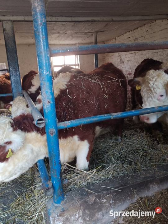 Sprzedam jałówki cielne hereford Brodnica