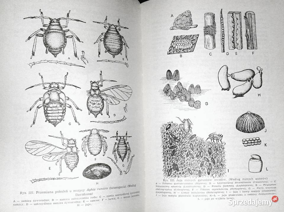 Zoologia Bezkręgowce Tom 12 Eugeniusz Grabda twarda lubelskie Chełm