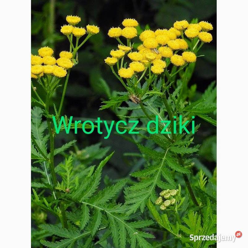 Wrotycz dziki Eco nasiona na Robaki Kraków