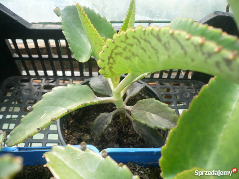 Żyworódki pierzaste piękne rośliny eko Ogród zachodniopomorskie Kołobrzeg