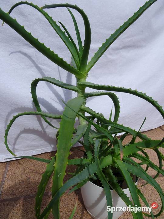 Aloes leczniczy roślina domowa Nowy Sącz