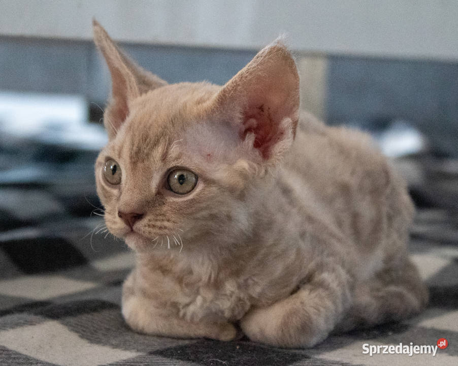 Kotka Devon Rex Quilla liliowa pręgowana FIFe Poznań