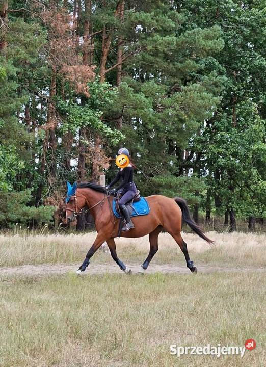Sprzedam klacz 9 lat Sp Szczecin