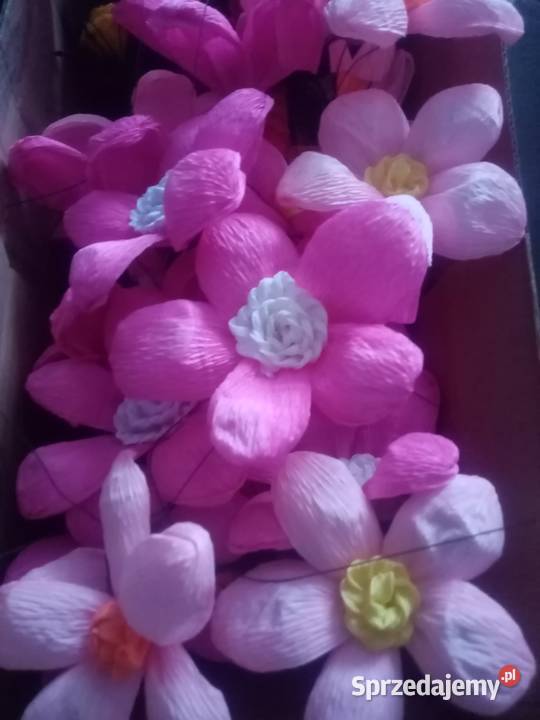 Kwiaty do dużej Palmy Pokrzywnica sprzedam