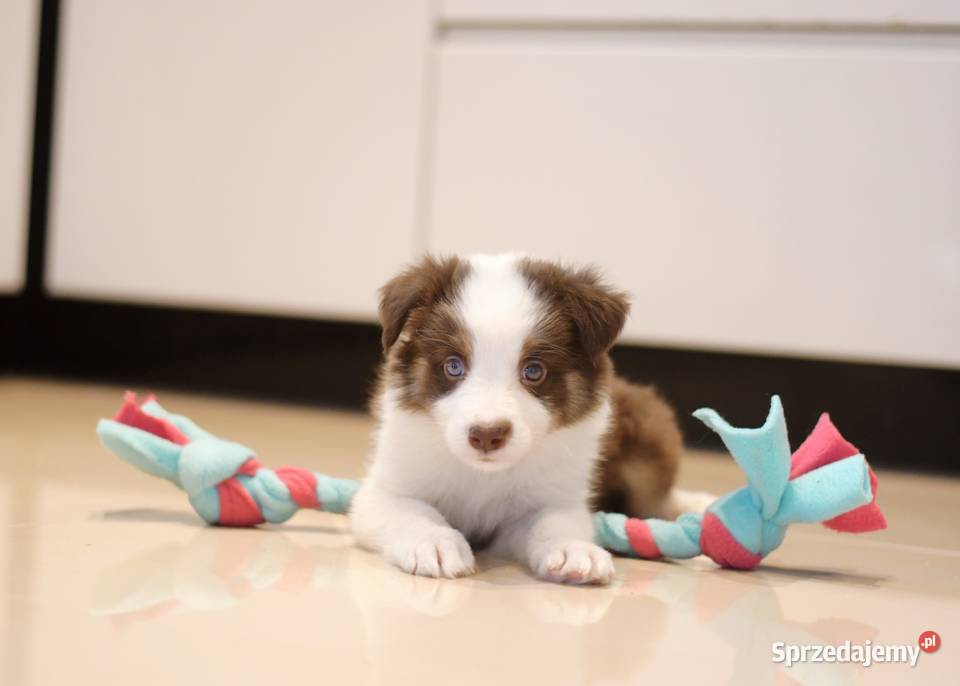 Border Collie szczenieta Drawno