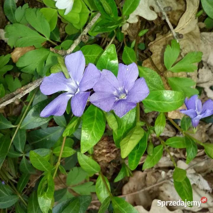 Barwinekpęk z 30 gałązek do celów florystycznych pomorskie Gdynia