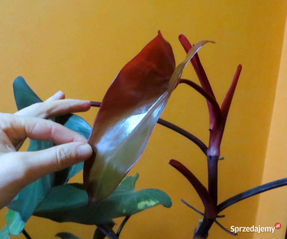 Philodendron King of Spades dorosły bordowy