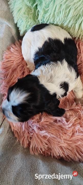 Szczenięta cocker spaniel angielski blue roan