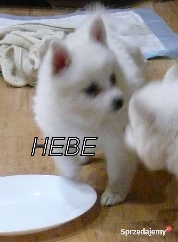 SZPIC NIEMIECKI ŚREDNI Żerniki Małe