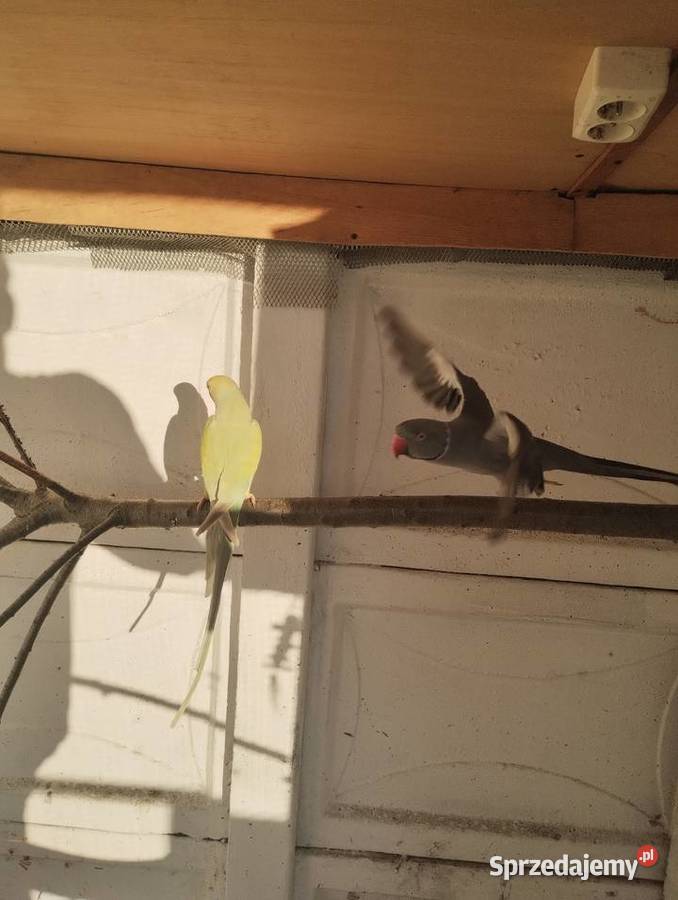 Aleksandretta Aleksandretty obrożne Solarnia