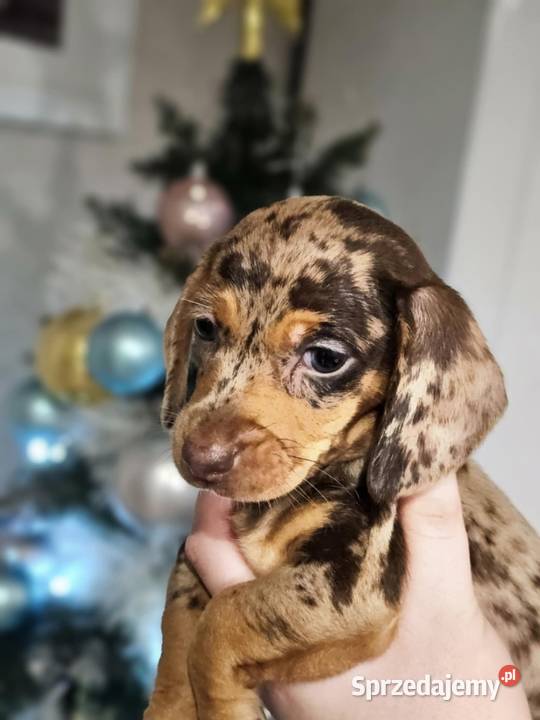 Jamnik krótkowłosy merle miniatura