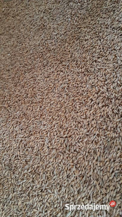 Pszenżyto Claudius mazowieckie Przykory