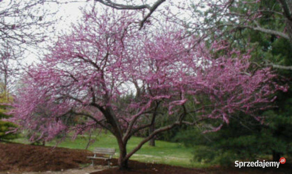 JUDASZOWIEC KANADYJSKI Cercis canadensis NASIONA Ogród