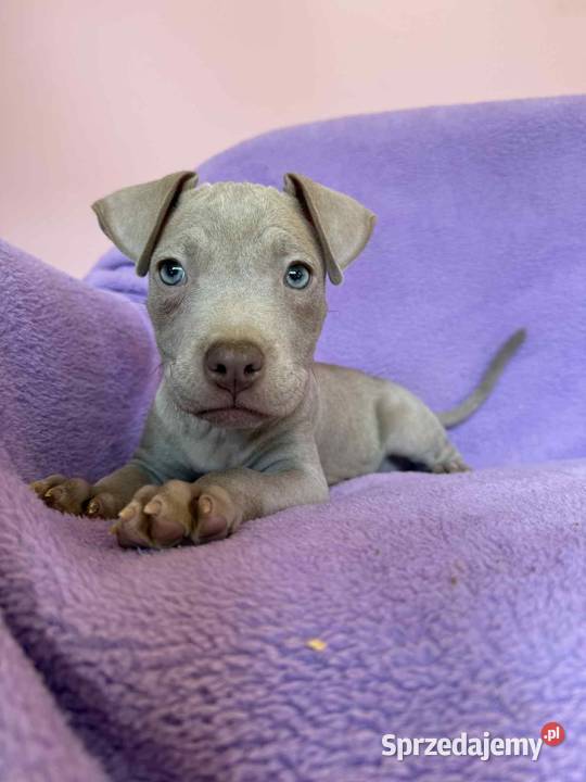 American Pit Bull silverfawn pitbull