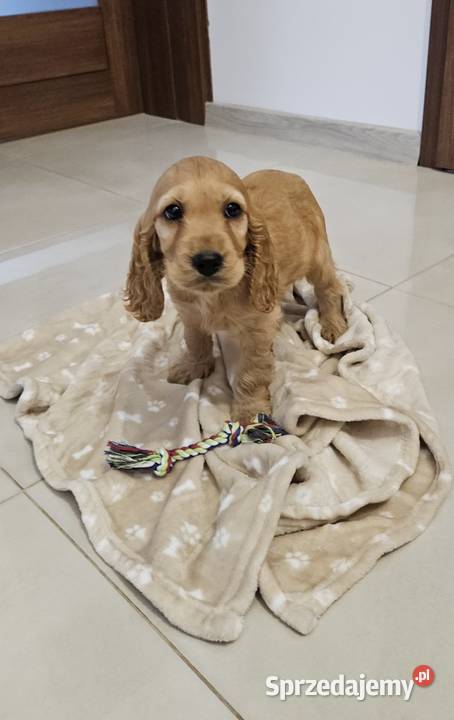 Cocker spaniel Ilkowice