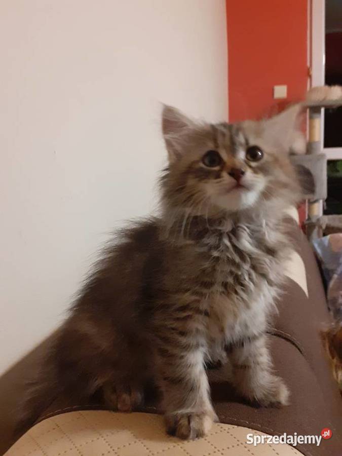 Przepiękna Kotka Syberyjska Gloria Sochaczew sprzedam