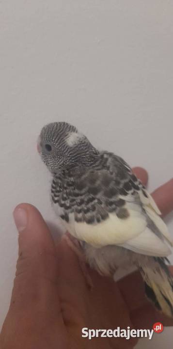 Papuga Falista Ręcznie karmiona Ptaki Tczew sprzedam