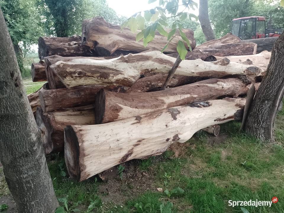 Sprzedam kłody orzecha włoskiego okorowane Uchanie