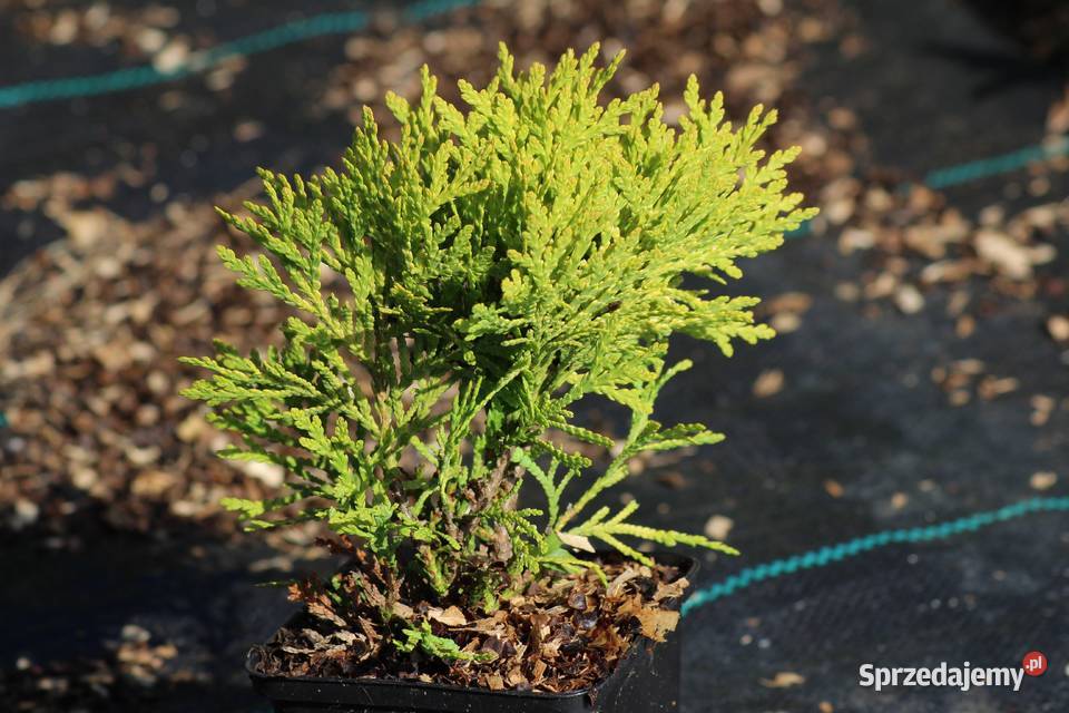 Żywotnik zachodni Mirjam thuja tuja Mirjam Imbramowice