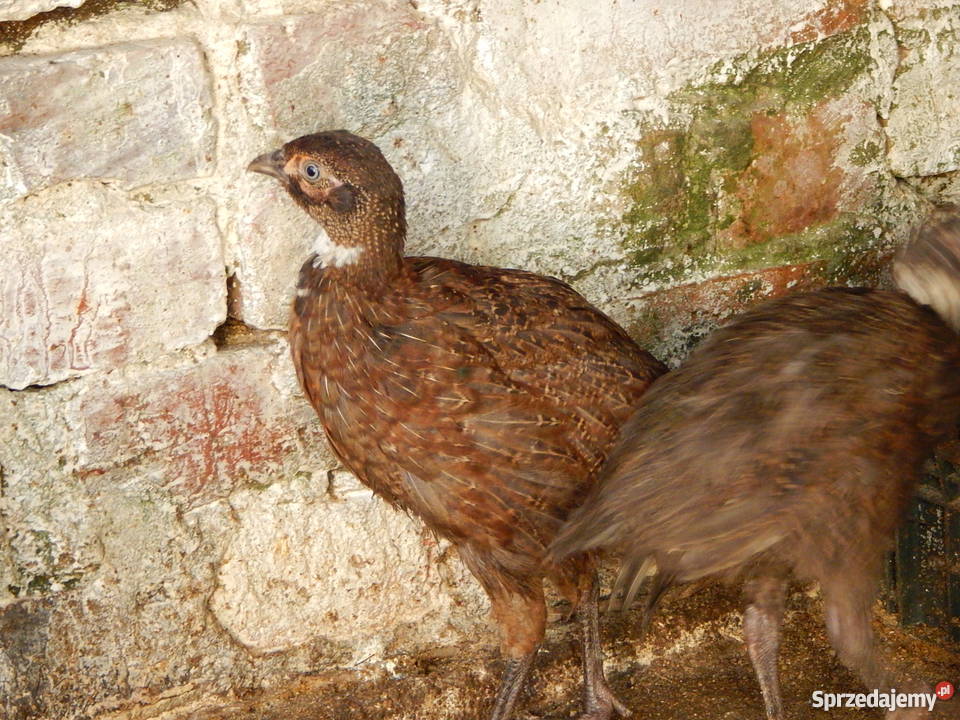 Bażantbażanty kiściecsrebrnełowne dolnośląskie