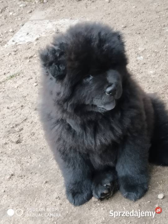chow chow Łomża