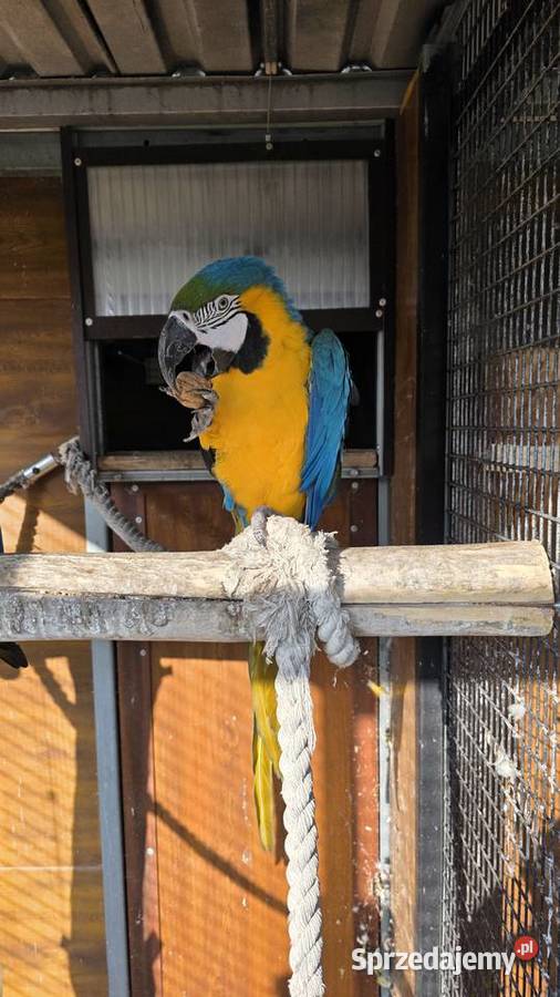 Ara Ararauna Ptaki Ornontowice