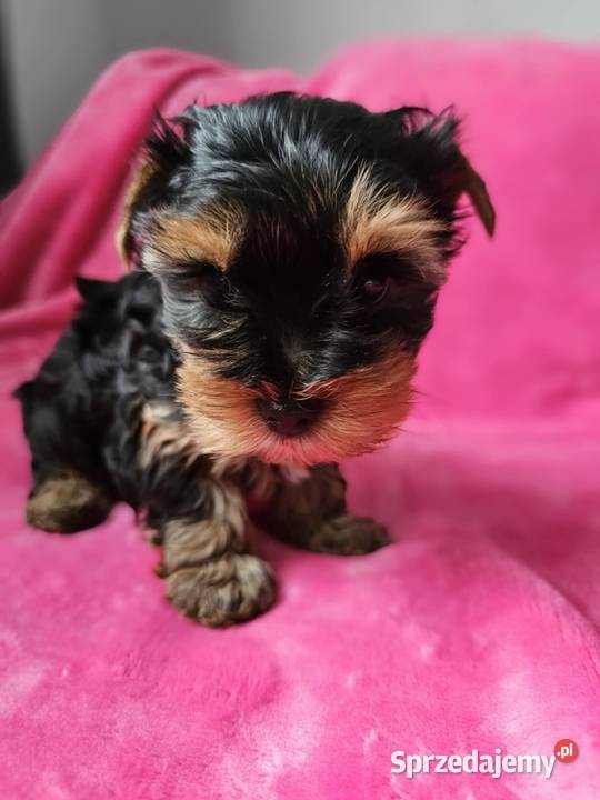 Dziewczynka Yorkshire Terrier Wyprawka Chip Częstochowa