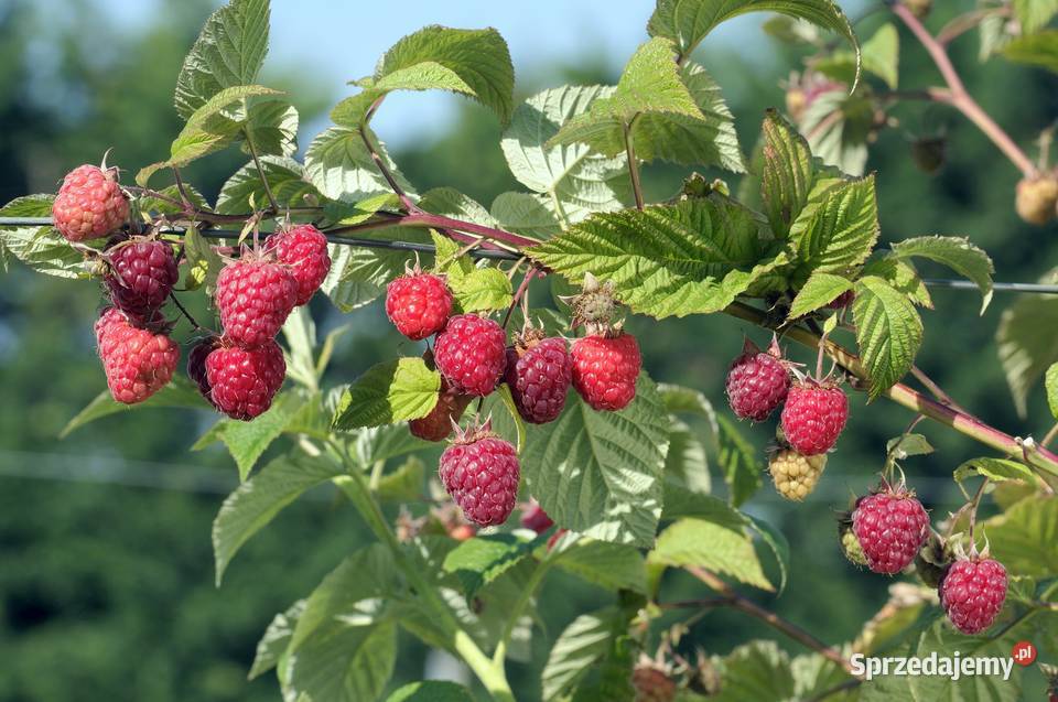 Polka Polna Bristol Maliny Sadzonki Malin 2 małopolskie Kraków sprzedam