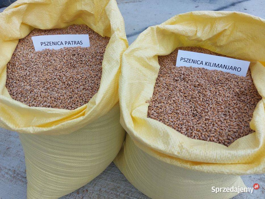 Pszenica ozima Pietras i Kilimanjaro czyszczona Przydonica