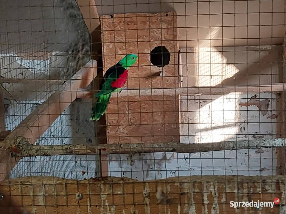 Krasnopiórka czerwonoskrzydła samiec podkarpackie Rzeszów sprzedam