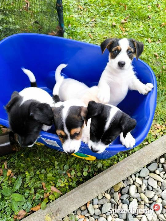 Jack Russell Terrier Łowce