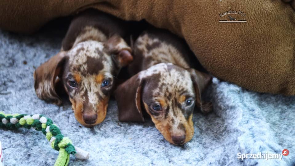 Jamnik krótkowłosy króliczymin ZKwPFCI Szczecin