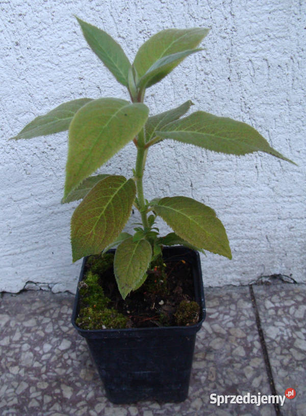 HORTENSJA KOSMATA ASPERA sadzonki w doniczkach Rośliny