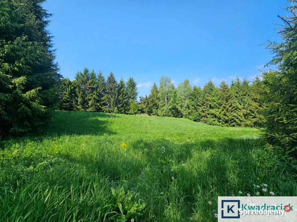 Grunt 4900m2 Zręcin Konopnickiej 100zł/m2