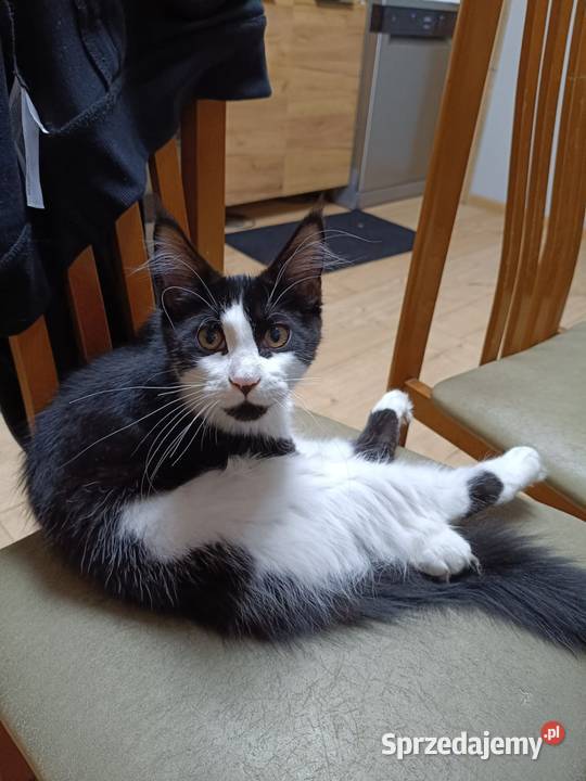 Koteczka Maine Coon Maine Coon Sława