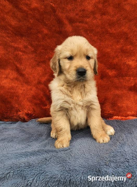 Golden Retriever złoty szczeniak Polesie