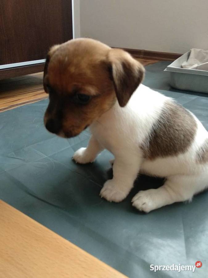 śliczne szczeniaki Jack Russell Terrier zachodniopomorskie Koszalin