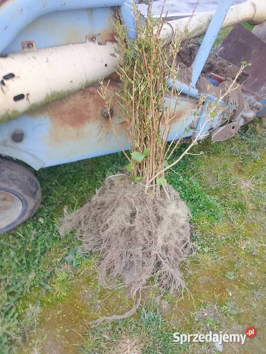 Sprzedam sadzonkę porzeczki tihope sprzedam