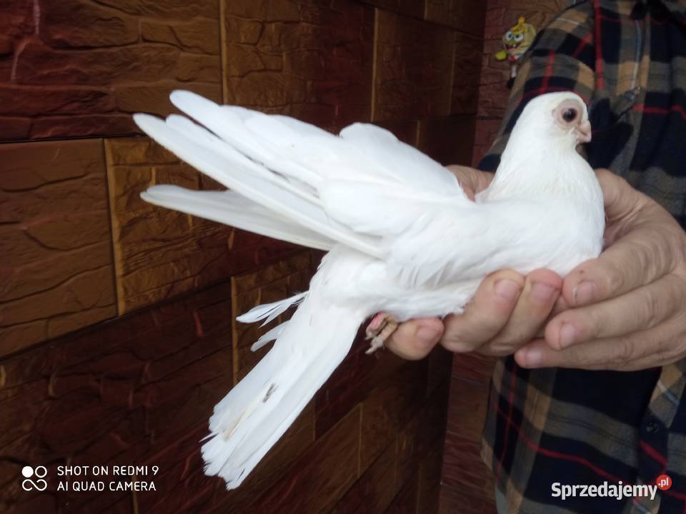 Gołębie zamojskie gładkie samiec samica lubelskie Zamość