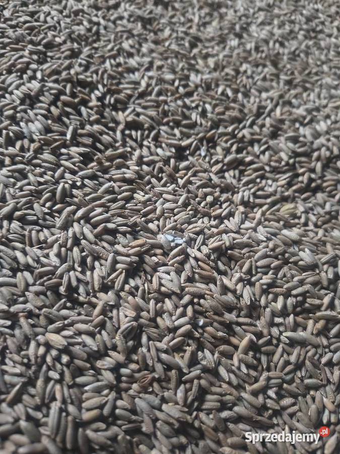 Żyto Dańkowskie lubelskie Horyszów Polski